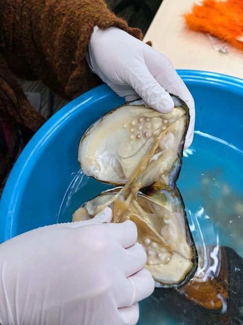 蚌山龍魚有哪些功效，蚌山龍魚有哪些功效？