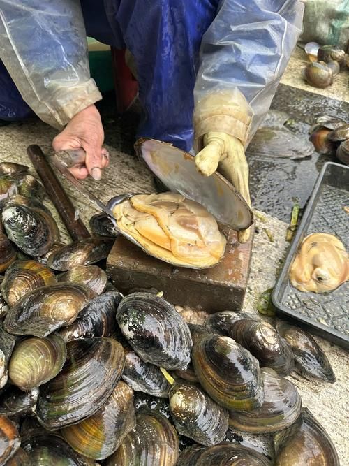 蚌山龍魚有哪些功效，蚌山龍魚有哪些功效？