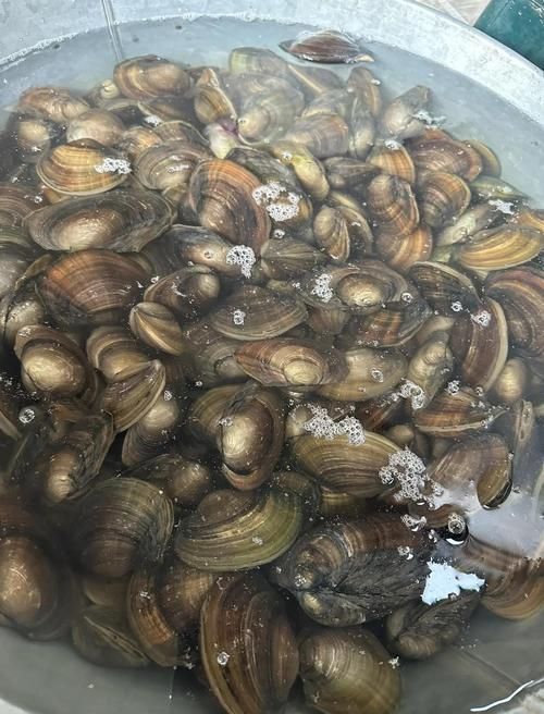 蚌山龍魚有哪些功效，蚌山龍魚有哪些功效？