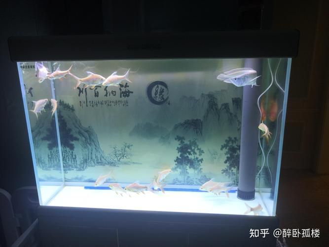 推薦一些適合新手飼養的招財龍魚品種，新手入門招財龍魚品種推薦；銀龍、辣椒紅龍、辣椒紅龍
