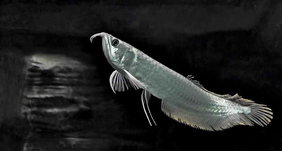 推薦一些適合新手飼養的招財龍魚品種，新手入門招財龍魚品種推薦；銀龍、辣椒紅龍、辣椒紅龍