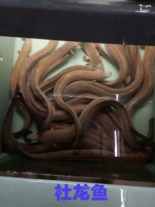 能否提供杜集龍魚的圖片，什么是杜集龍魚