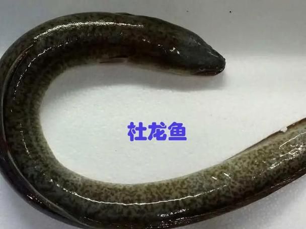 能否提供杜集龍魚的圖片，什么是杜集龍魚