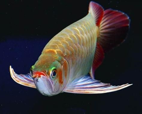 能否提供杜集龍魚的圖片，什么是杜集龍魚