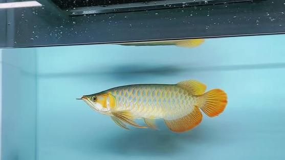 戰車紅龍魚有哪些常見品種？，戰車紅龍魚有哪些常見品種戰車紅龍魚有哪些常見品種