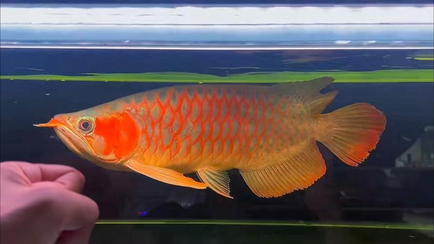 戰車紅龍魚有哪些常見品種？，戰車紅龍魚有哪些常見品種戰車紅龍魚有哪些常見品種