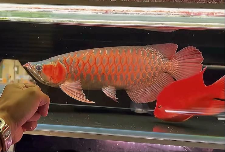 戰車紅龍魚有哪些常見品種？，戰車紅龍魚有哪些常見品種戰車紅龍魚有哪些常見品種