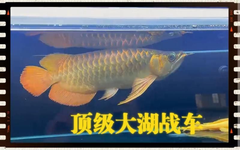 戰車紅龍魚有哪些常見品種？，戰車紅龍魚有哪些常見品種戰車紅龍魚有哪些常見品種