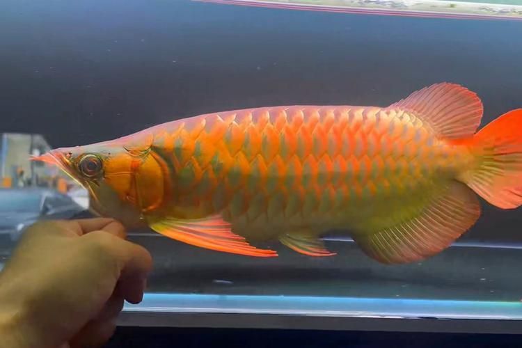 戰車紅龍魚有哪些常見品種？，戰車紅龍魚有哪些常見品種戰車紅龍魚有哪些常見品種