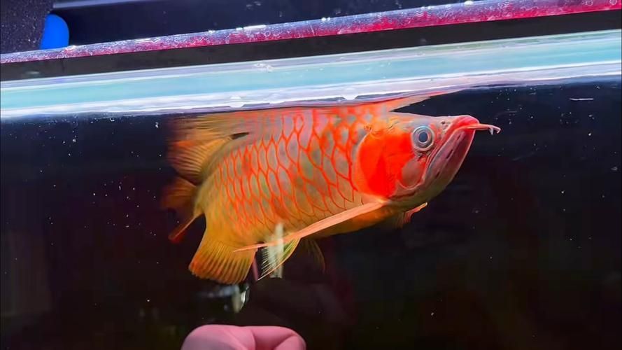 戰車紅龍魚有哪些常見品種？，戰車紅龍魚有哪些常見品種戰車紅龍魚有哪些常見品種