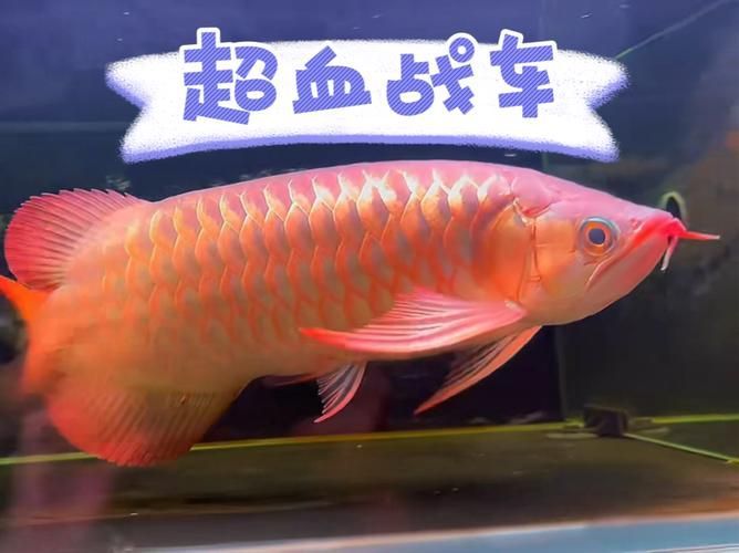 戰車紅龍魚有哪些常見品種？，戰車紅龍魚有哪些常見品種戰車紅龍魚有哪些常見品種
