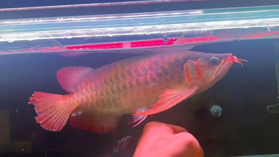 戰車紅龍魚有哪些常見品種？，戰車紅龍魚有哪些常見品種戰車紅龍魚有哪些常見品種