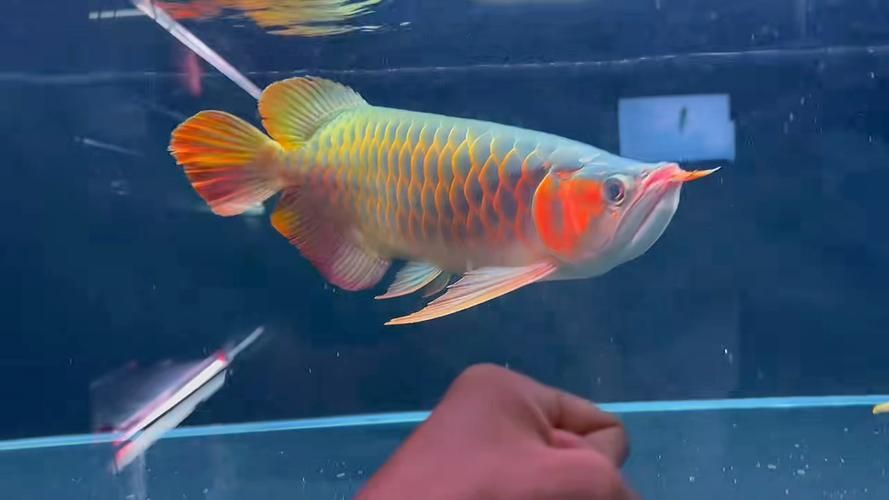 戰車紅龍魚有哪些常見品種？，戰車紅龍魚有哪些常見品種戰車紅龍魚有哪些常見品種