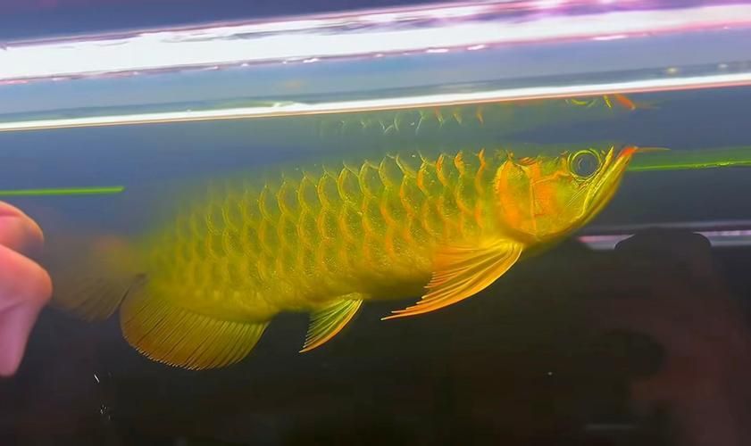 戰車紅龍魚有哪些常見品種？，戰車紅龍魚有哪些常見品種戰車紅龍魚有哪些常見品種