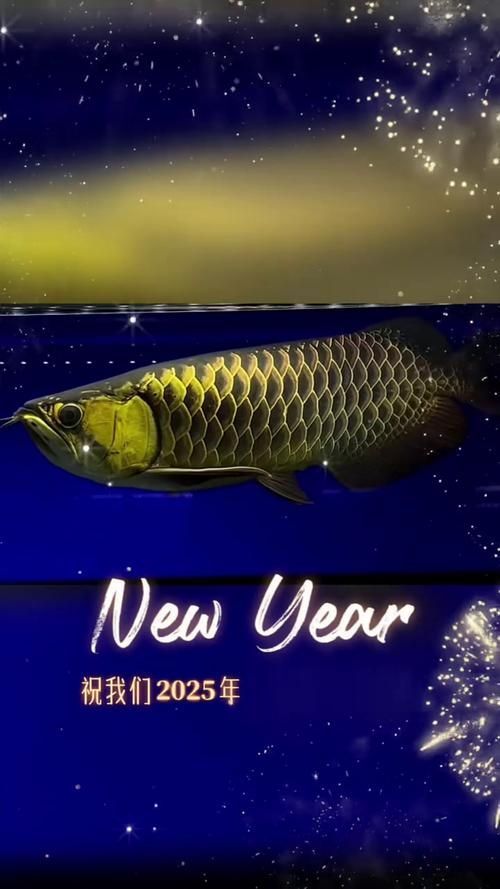 給我一些紅背金龍魚的圖片，紅背金龍魚的價格是多少