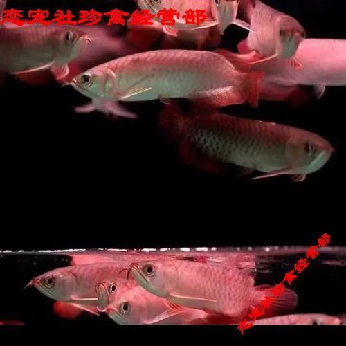 給我一些紅背金龍魚的圖片，紅背金龍魚的價格是多少