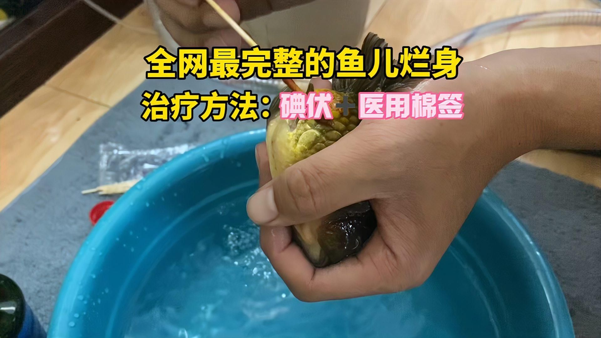 魚爛尾病的治療周期是多久，魚兒爛身爛尾怎么辦