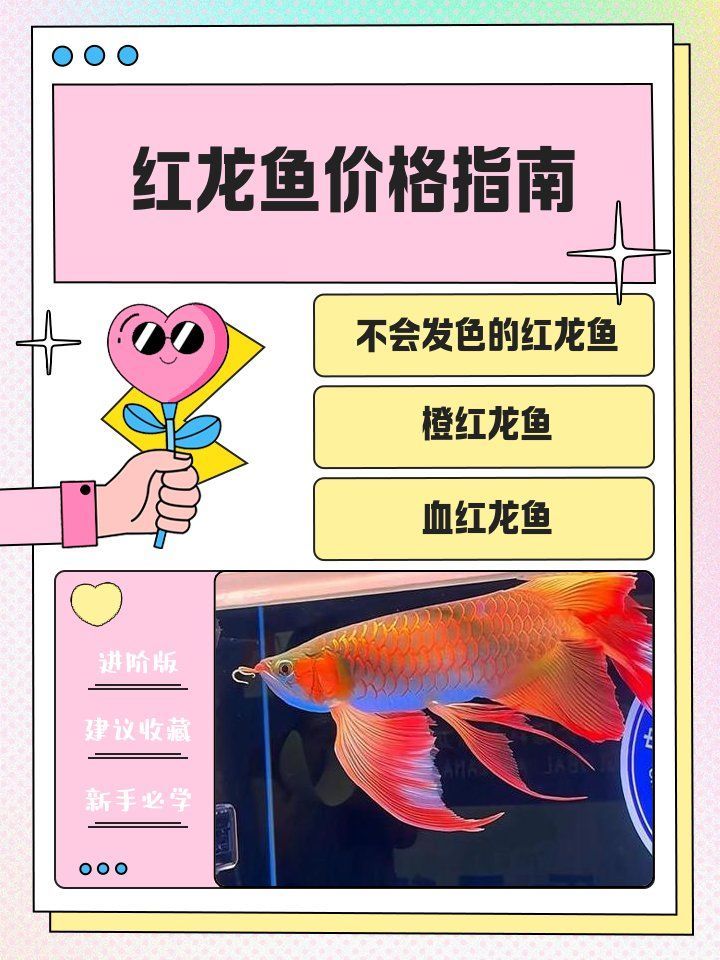 紅龍魚屬于什么檔次，紅龍魚價格指南奶球喵喵喵喵的小窩如何鑒別紅龍魚的檔次