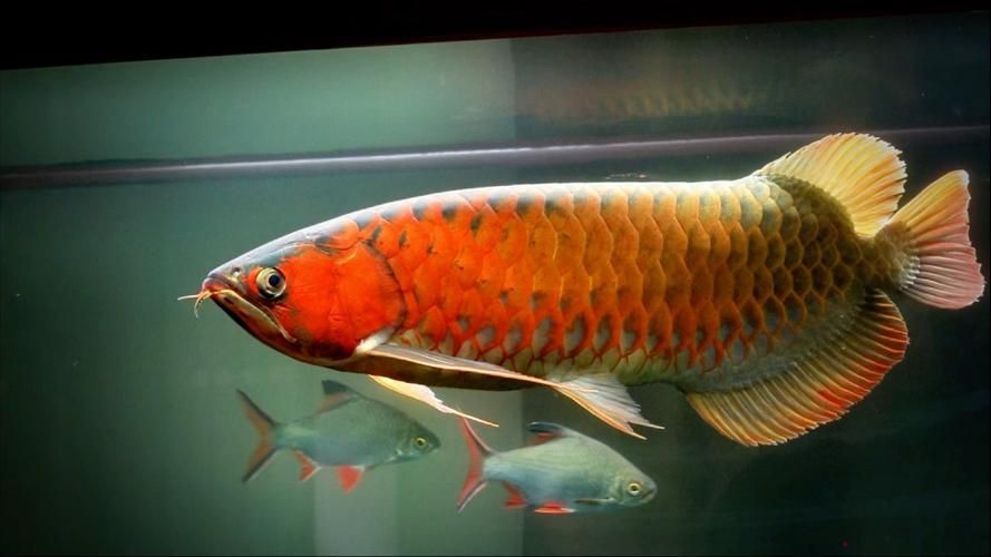 紅龍魚屬于什么檔次，紅龍魚價格指南奶球喵喵喵喵的小窩如何鑒別紅龍魚的檔次