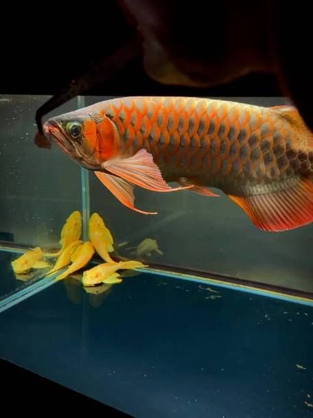 紅龍魚屬于什么檔次，紅龍魚價格指南奶球喵喵喵喵的小窩如何鑒別紅龍魚的檔次