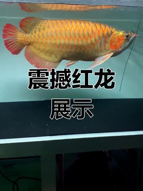 十大品牌紅龍魚排名，十大品牌紅龍魚品牌/血統體系