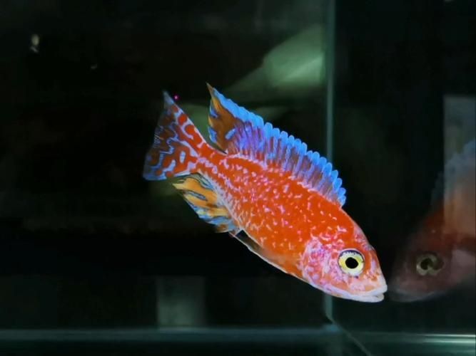 十大品牌紅龍魚排名，十大品牌紅龍魚品牌/血統體系