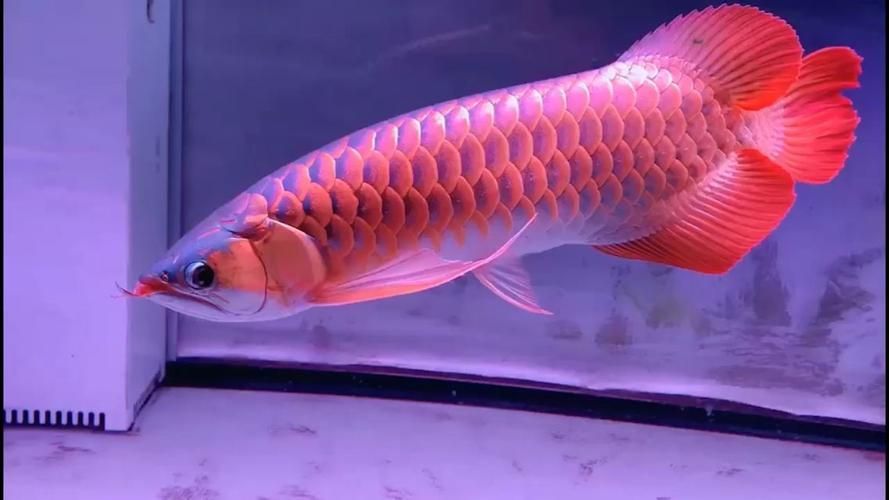 十大品牌紅龍魚排名，十大品牌紅龍魚品牌/血統體系