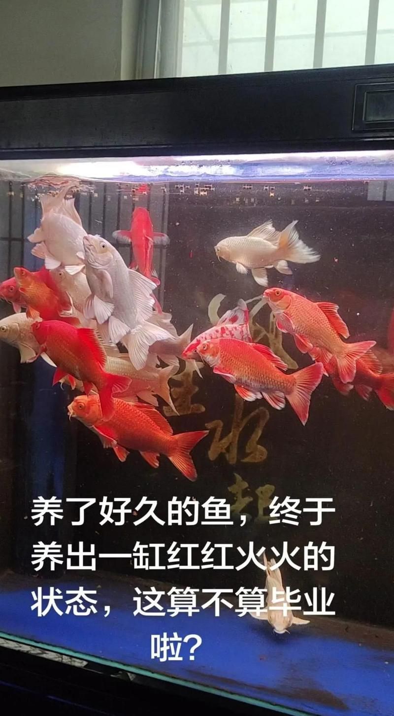 蝴蝶鯉多久換一次水，蝴蝶鯉多久換一次水,蝴蝶鯉的換水頻率需根據季節、飼養密度狀況綜合判斷