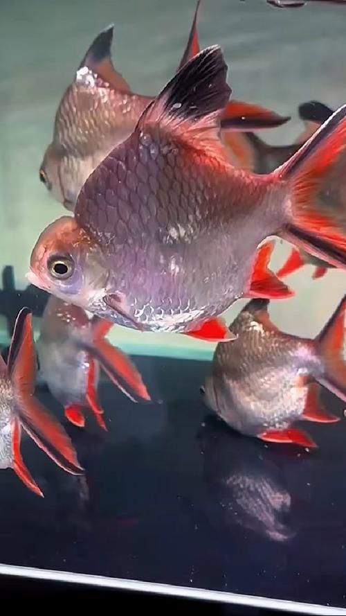 元寶鯽的價(jià)格一般是多少？，不同規(guī)格元寶鯽的價(jià)格對(duì)比表元寶鯽的價(jià)格對(duì)比表