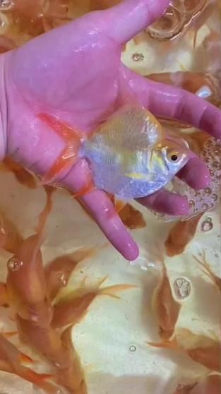 元寶鯽的價格一般是多少？，不同規格元寶鯽的價格對比表元寶鯽的價格對比表