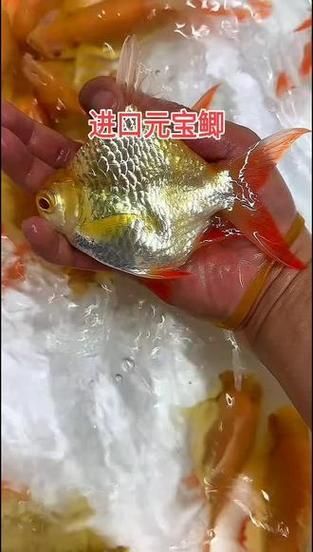 元寶鯽的價格一般是多少？，不同規格元寶鯽的價格對比表元寶鯽的價格對比表