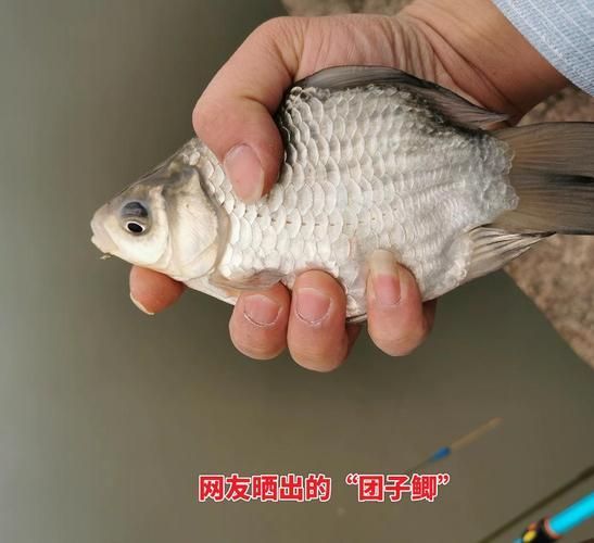 元寶鯽的價(jià)格一般是多少？，不同規(guī)格元寶鯽的價(jià)格對(duì)比表元寶鯽的價(jià)格對(duì)比表