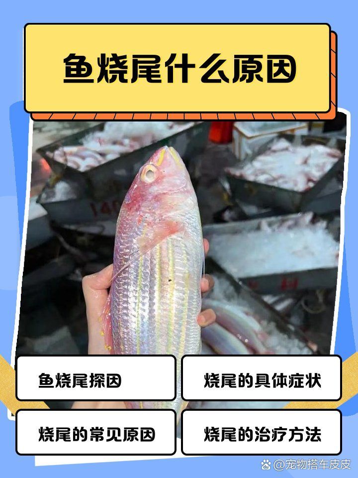 龍魚燒尾如何治療