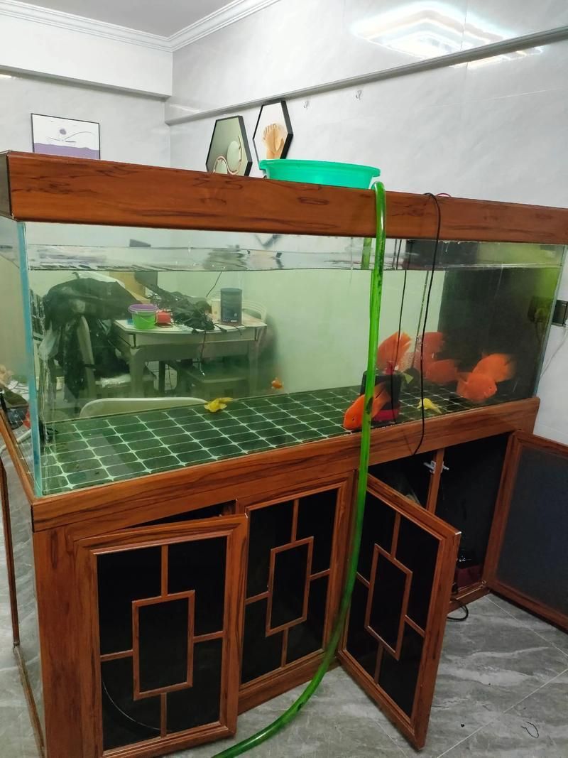 能提供更多可麗愛魚缸的圖片嗎？，可麗愛魚缸怎么樣
