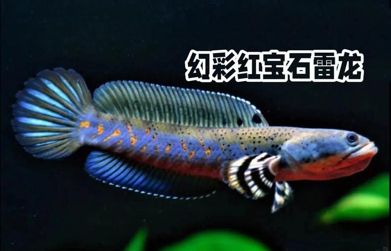 雷龍魚有哪些觀賞價值，探秘雷龍魚:水中的霸氣與美麗