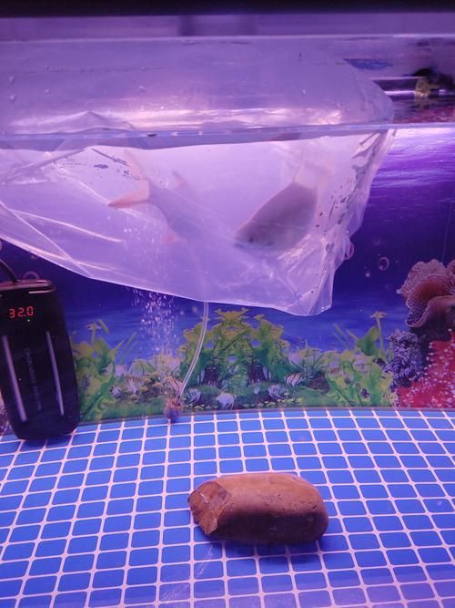 龍魚高檔配魚都有什么，龍魚配魚攻略|龍魚配魚攻略|龍魚配魚注意事項