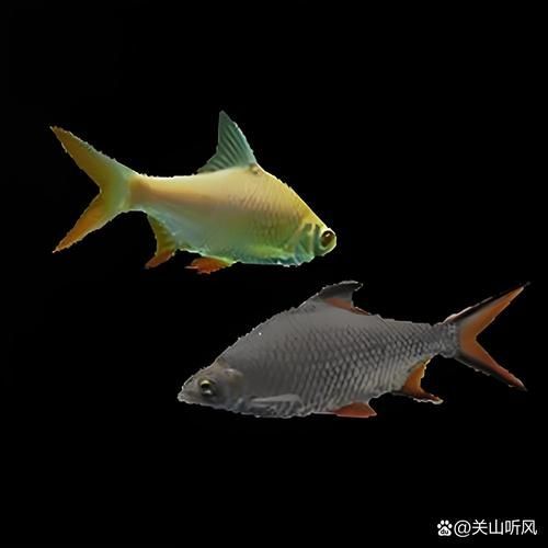 龍魚高檔配魚都有什么，龍魚配魚攻略|龍魚配魚攻略|龍魚配魚注意事項