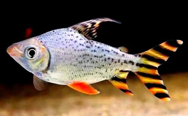 龍魚高檔配魚都有什么，龍魚配魚攻略|龍魚配魚攻略|龍魚配魚注意事項