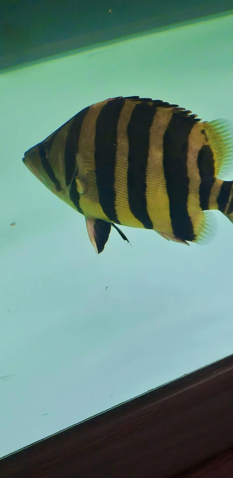 龍魚高檔配魚都有什么，龍魚配魚攻略|龍魚配魚攻略|龍魚配魚注意事項