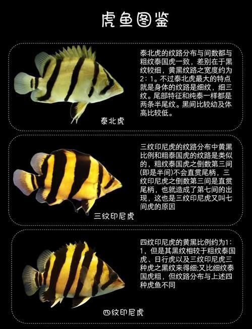 龍魚高檔配魚都有什么，龍魚配魚攻略|龍魚配魚攻略|龍魚配魚注意事項
