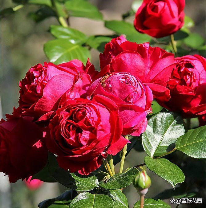 紅龍月季的避雨栽培方法，北京紅龍月季避雨栽培詳解
