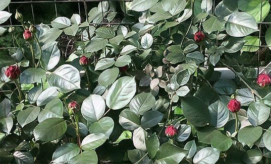 紅龍月季的避雨栽培方法，北京紅龍月季避雨栽培詳解