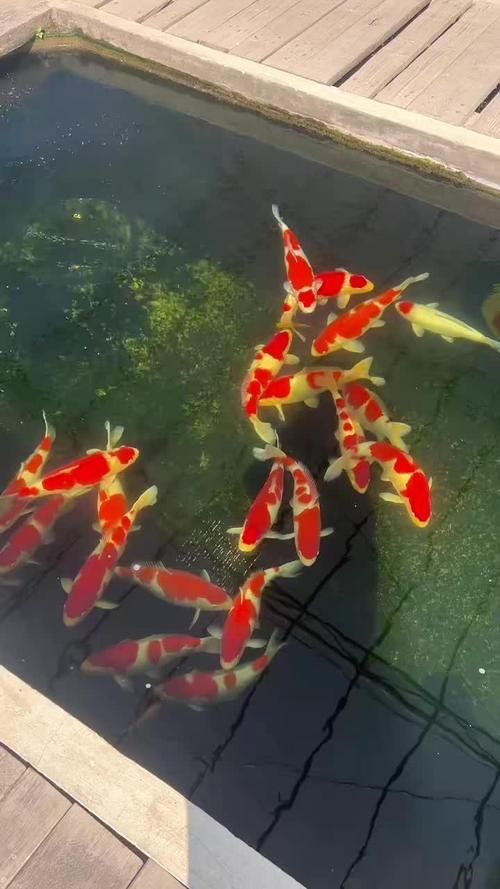 如何延長紅白錦鯉的壽命？，如何延長紅白錦鯉壽命
