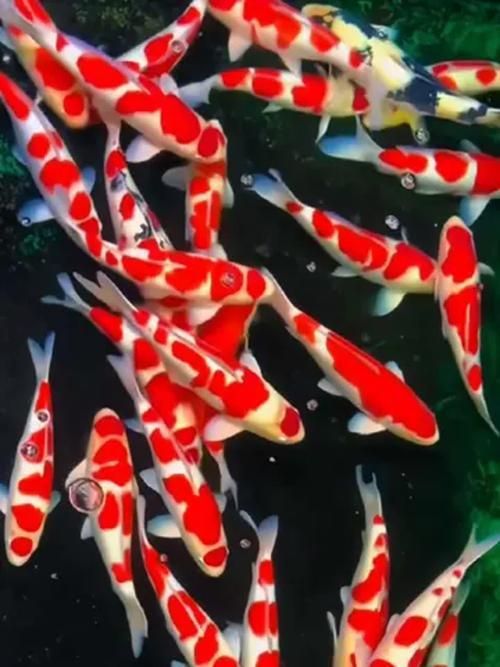 如何延長紅白錦鯉的壽命？，如何延長紅白錦鯉壽命