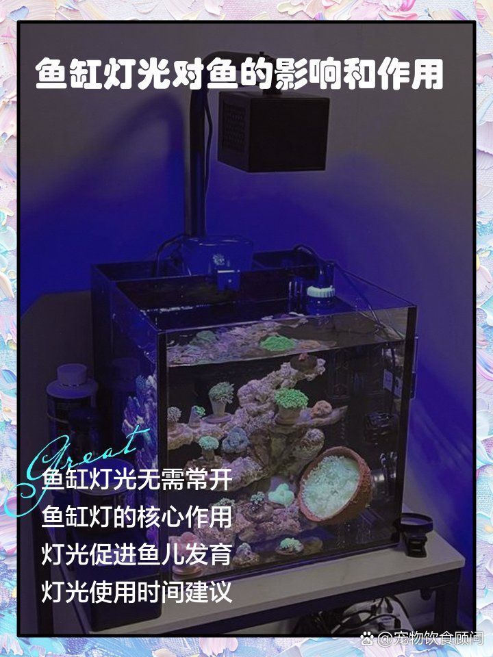 龍魚需要24小時開燈嗎？，龍魚是否需要24小時開燈？