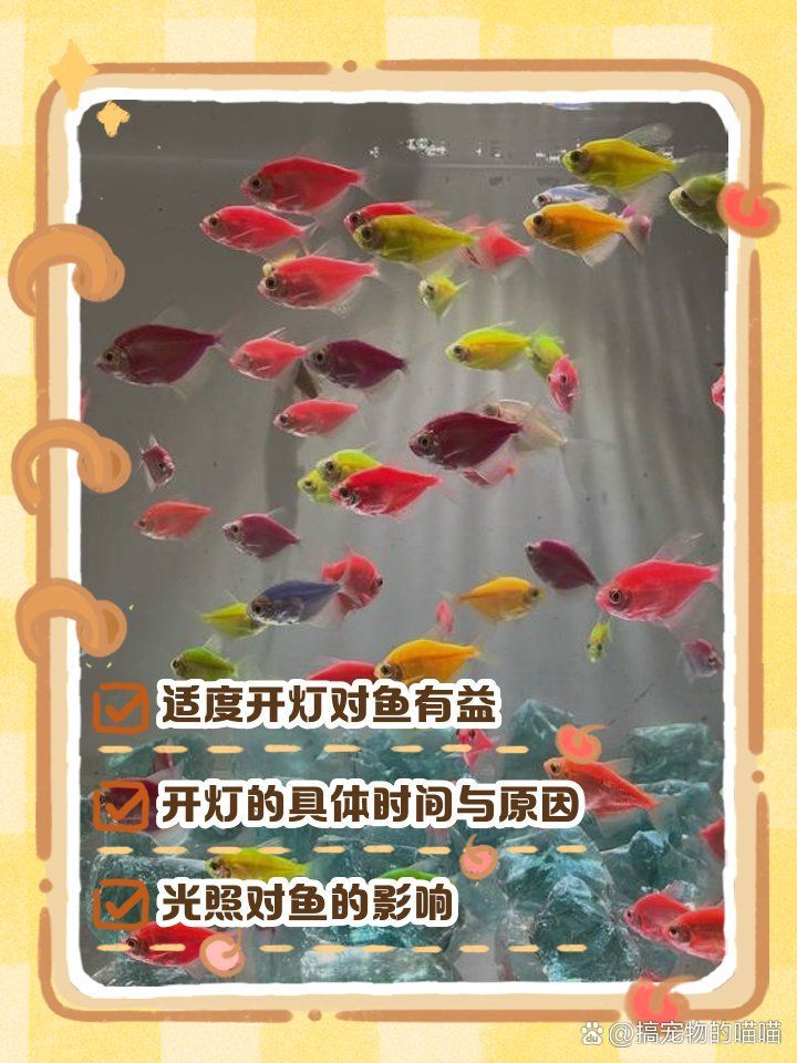 龍魚需要24小時開燈嗎？，龍魚是否需要24小時開燈？