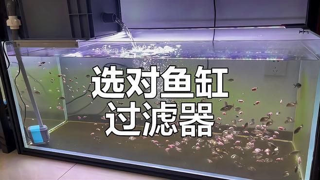 如何選擇適合的魚缸過濾器，選擇適合的魚缸過濾器是確保水質清潔和魚類健康的關鍵