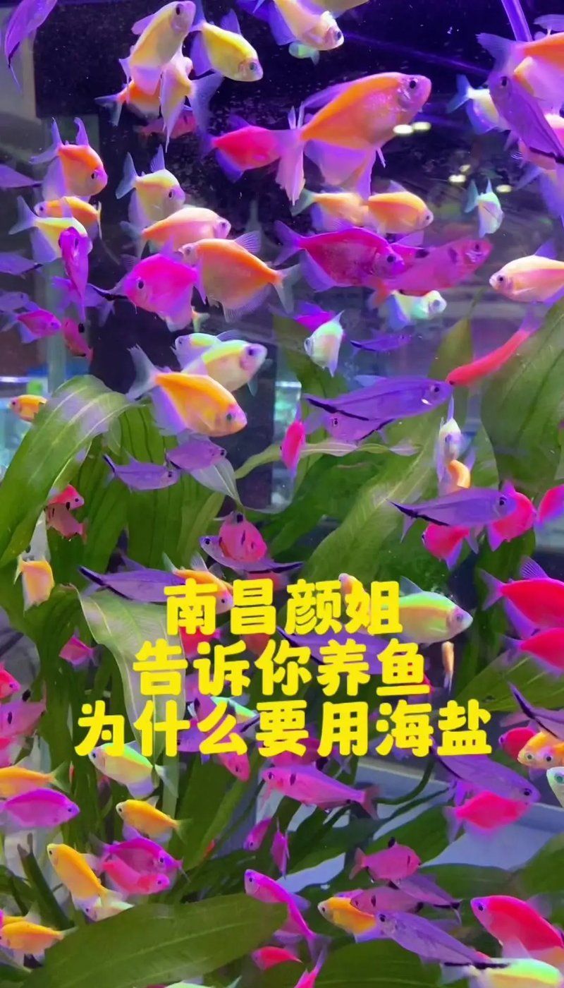 給我一份水族加鹽操作指南，給我一份水族加鹽操作指南,養魚加鹽不是“越多越好”
