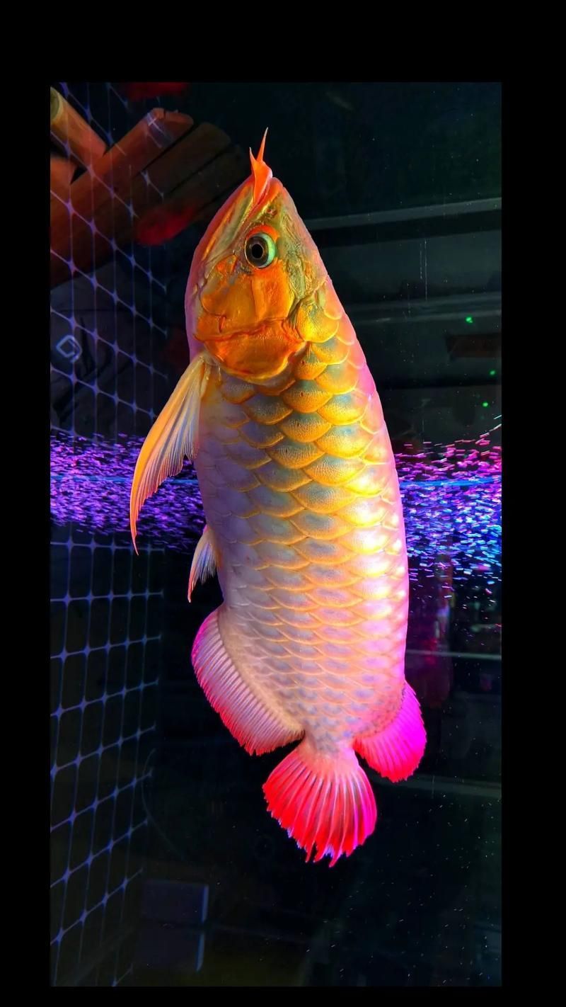 給我一些紅金龍魚的圖片示例，如何鑒別紅金龍魚