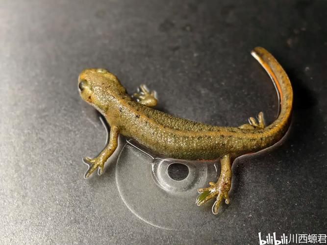 四腳魚蠑螈，“四腳魚蠑螈”并非正式生物學名稱